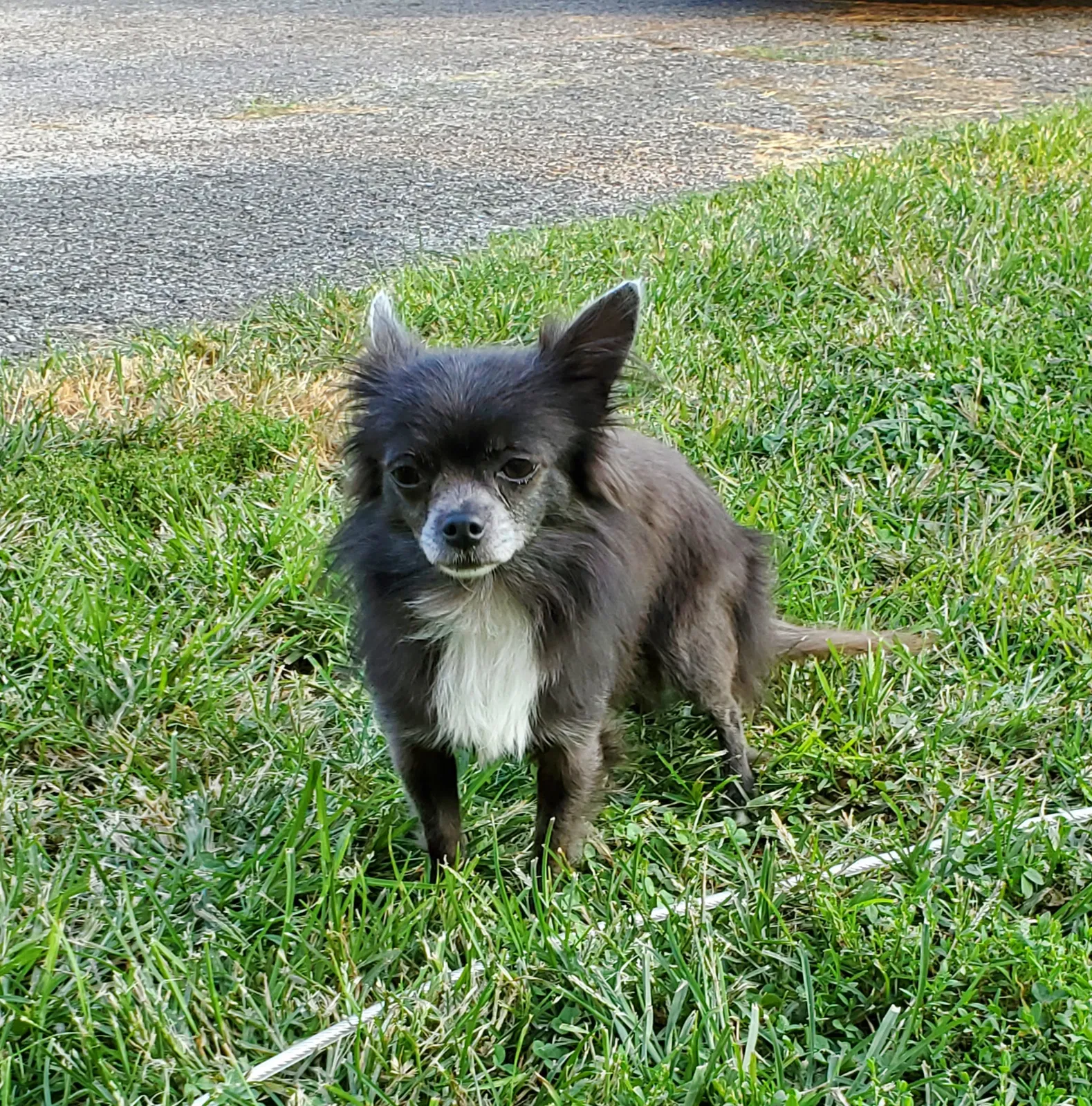 Lost dog in Lawrenceburg, KY, 40342