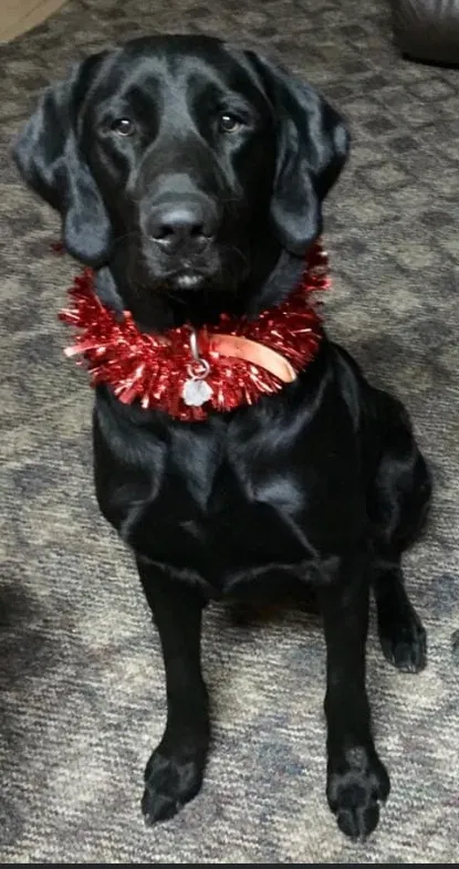 Lost dog in Vinton, LA, 70668