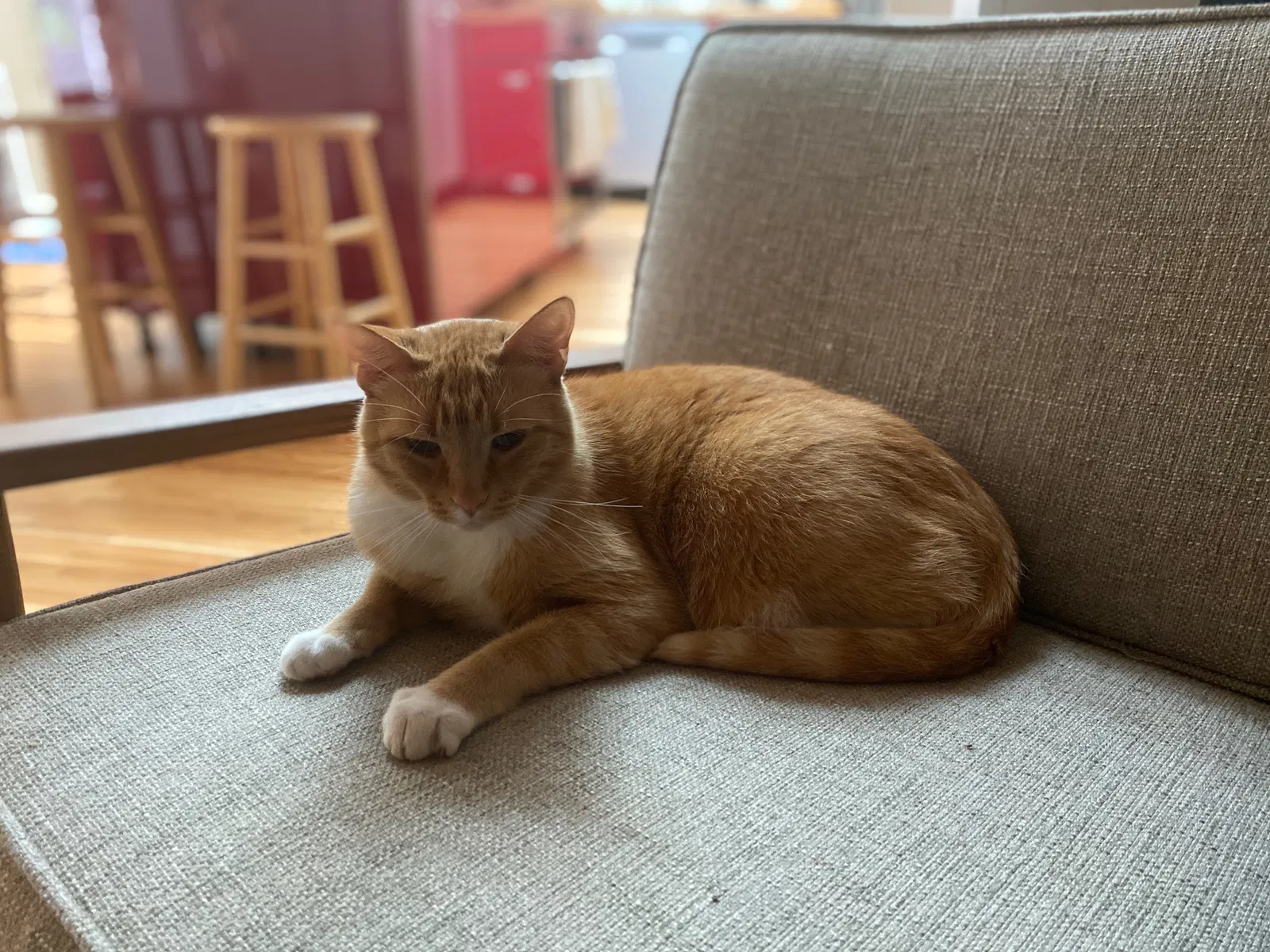 Lost cat in Charlotte, NC, 28270