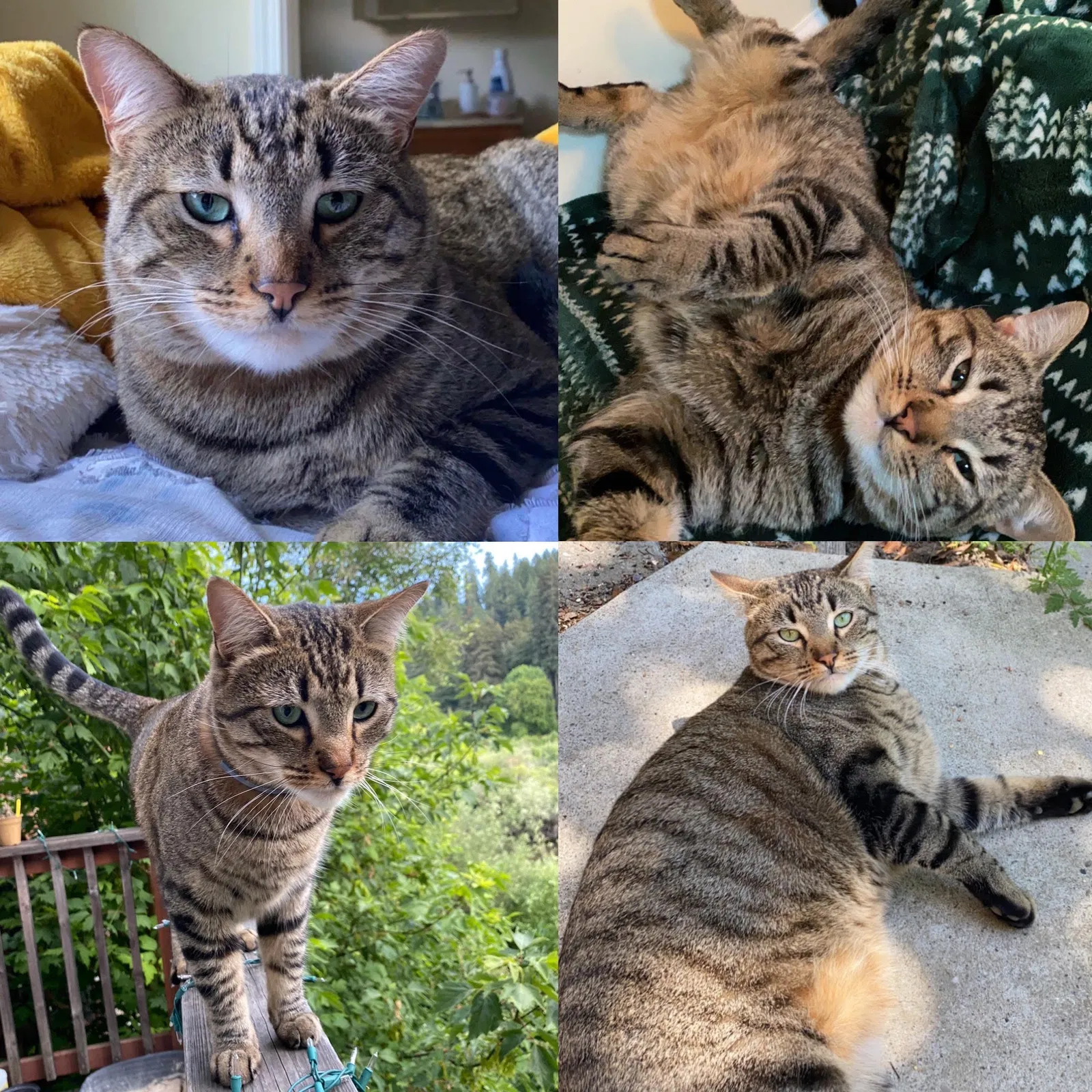 Lost cat in Guerneville, CA, 95446