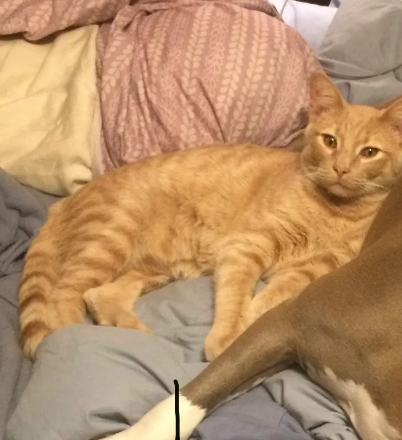 Lost cat in Prior Lake, MN, 55372