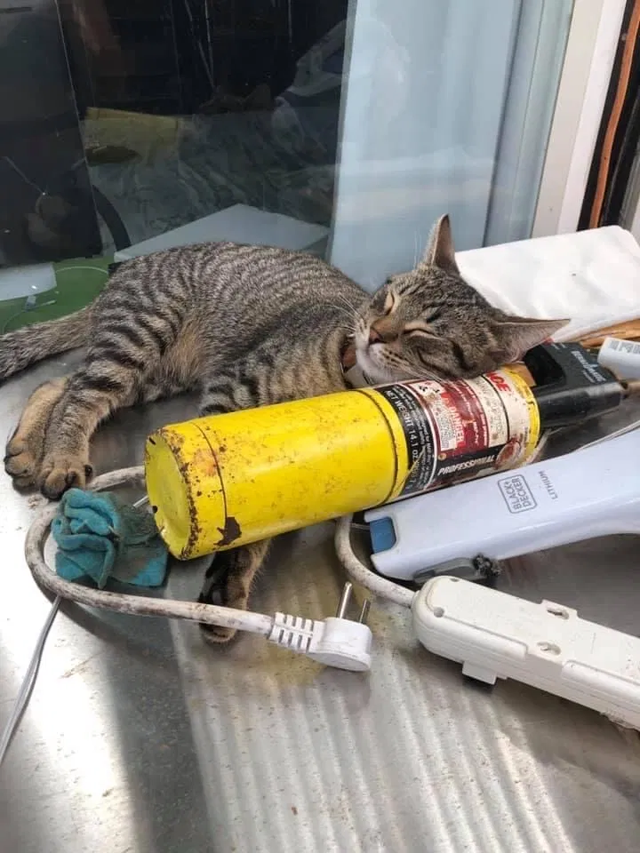 Lost cat in Waialua, HI, 96791