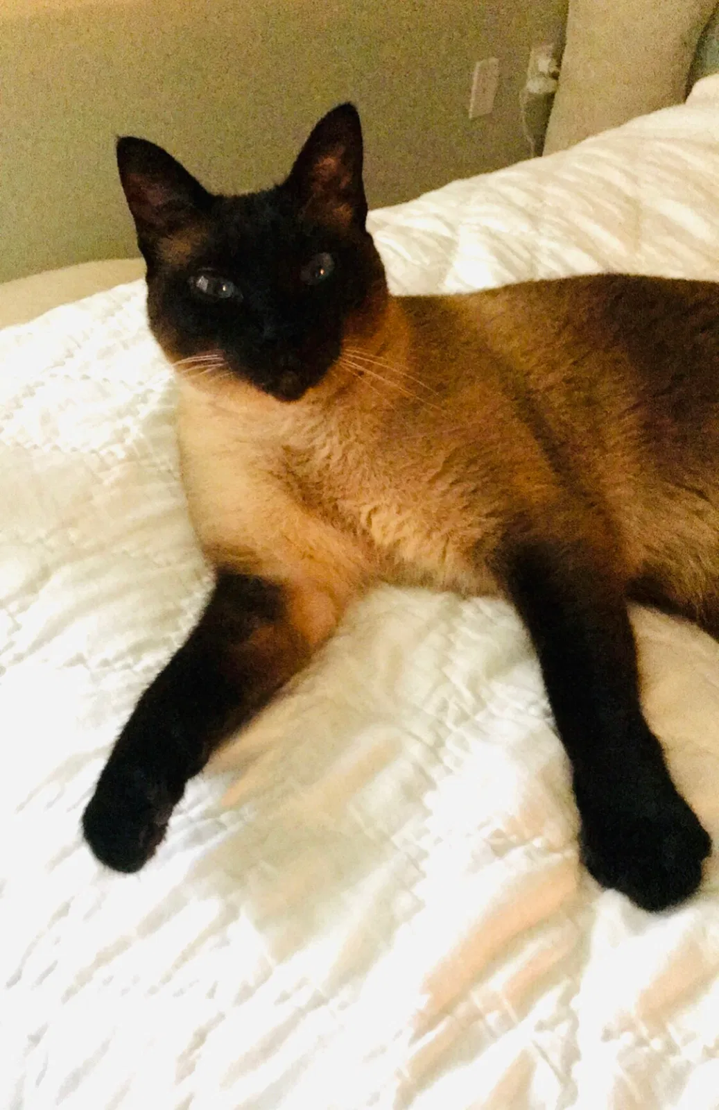 Lost cat in Fort Myers, FL, 33908