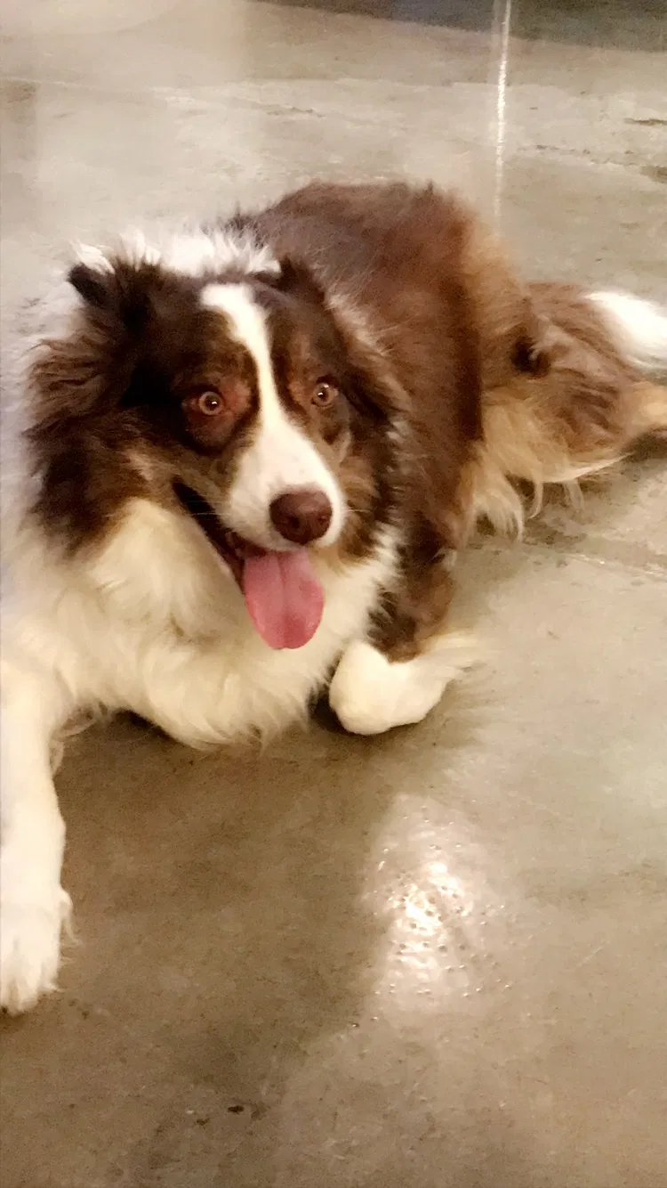 Lost dog in Fresno, CA, 93702