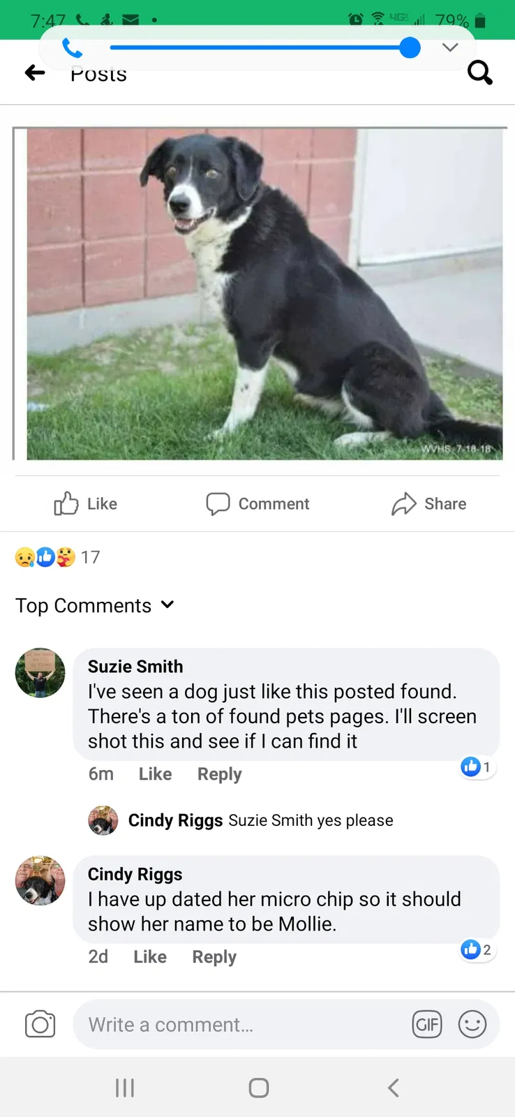 Lost dog in Idaho City, ID, 83631