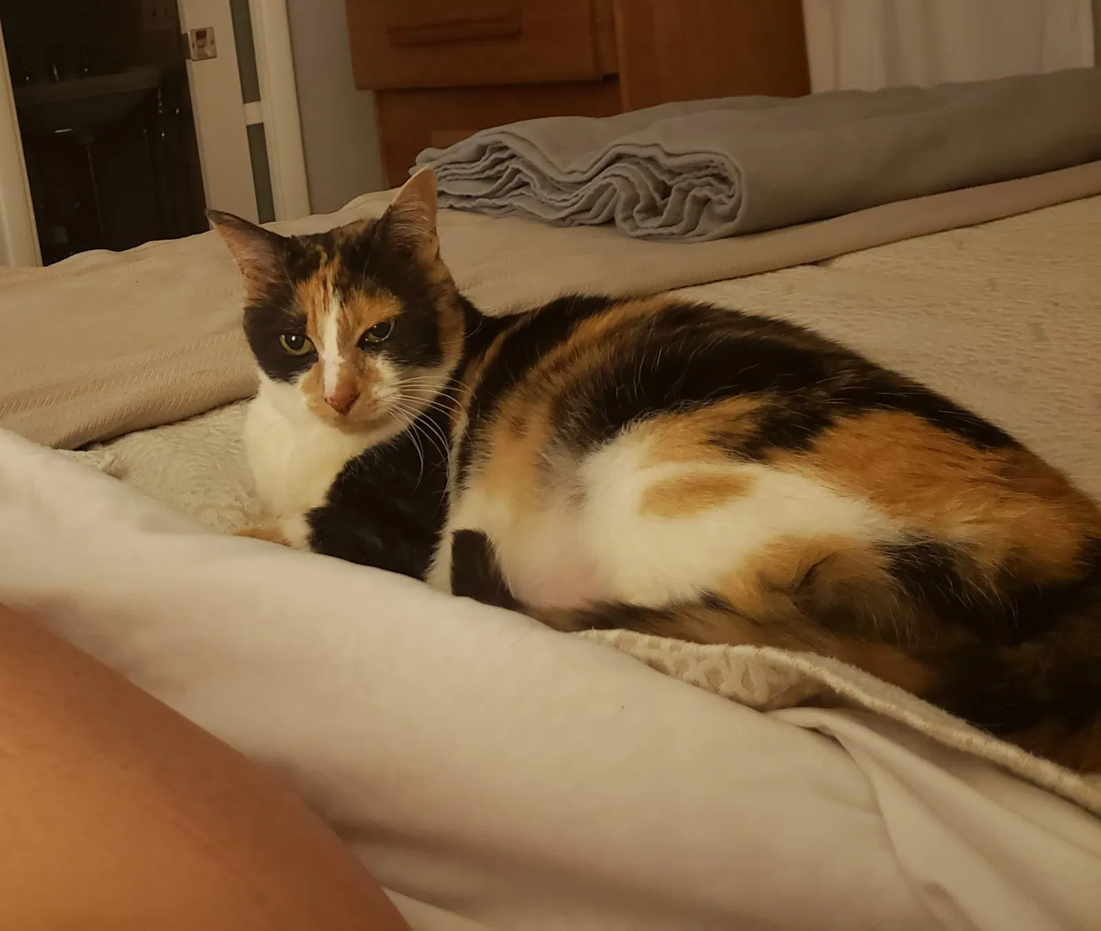 Lost cat in Saint Petersburg, FL, 33710