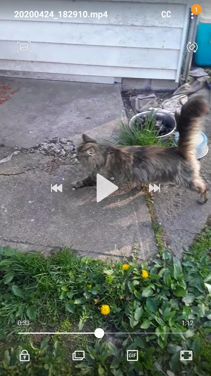 Lost cat in Franklin, IN, 46131