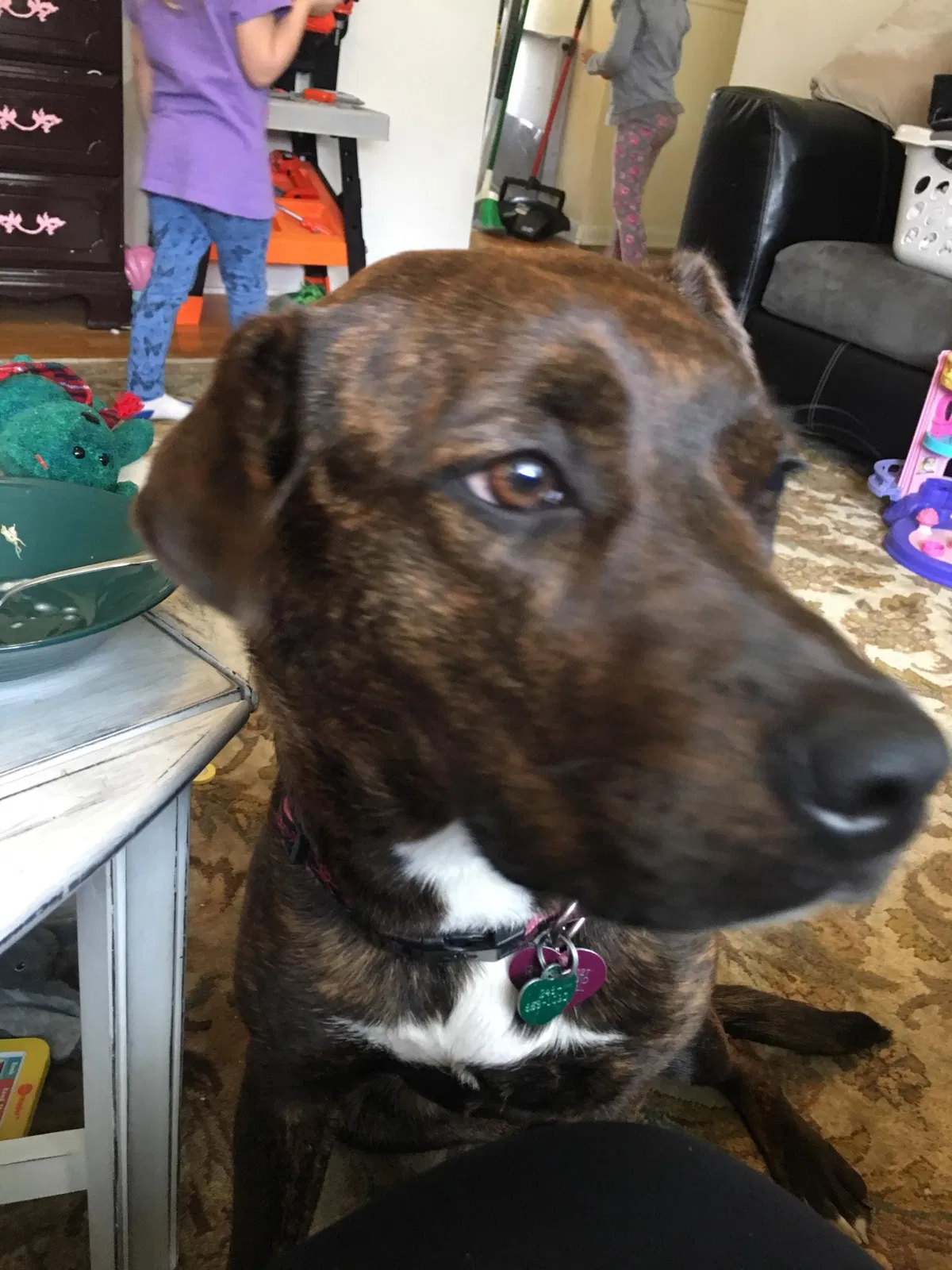 Lost dog in Saginaw, MI, 48601