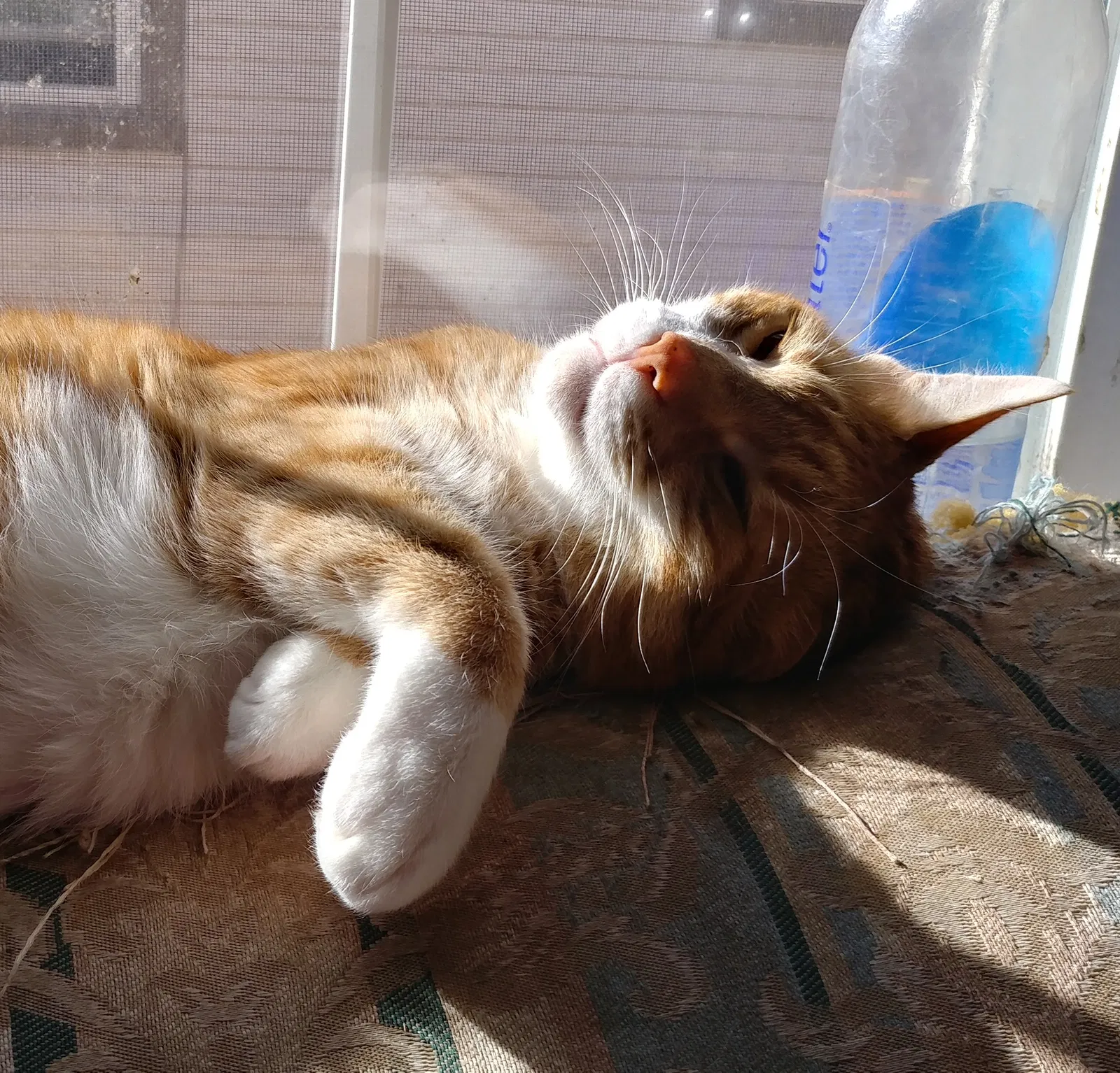 Lost cat in Franklin, IN, 46131