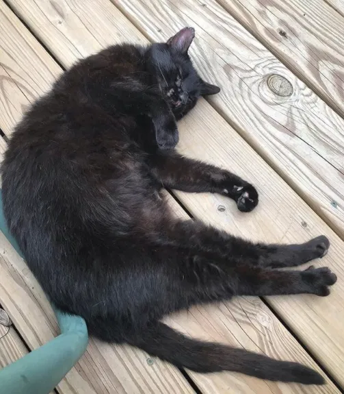 Lost cat in Richmond, VA, 23226
