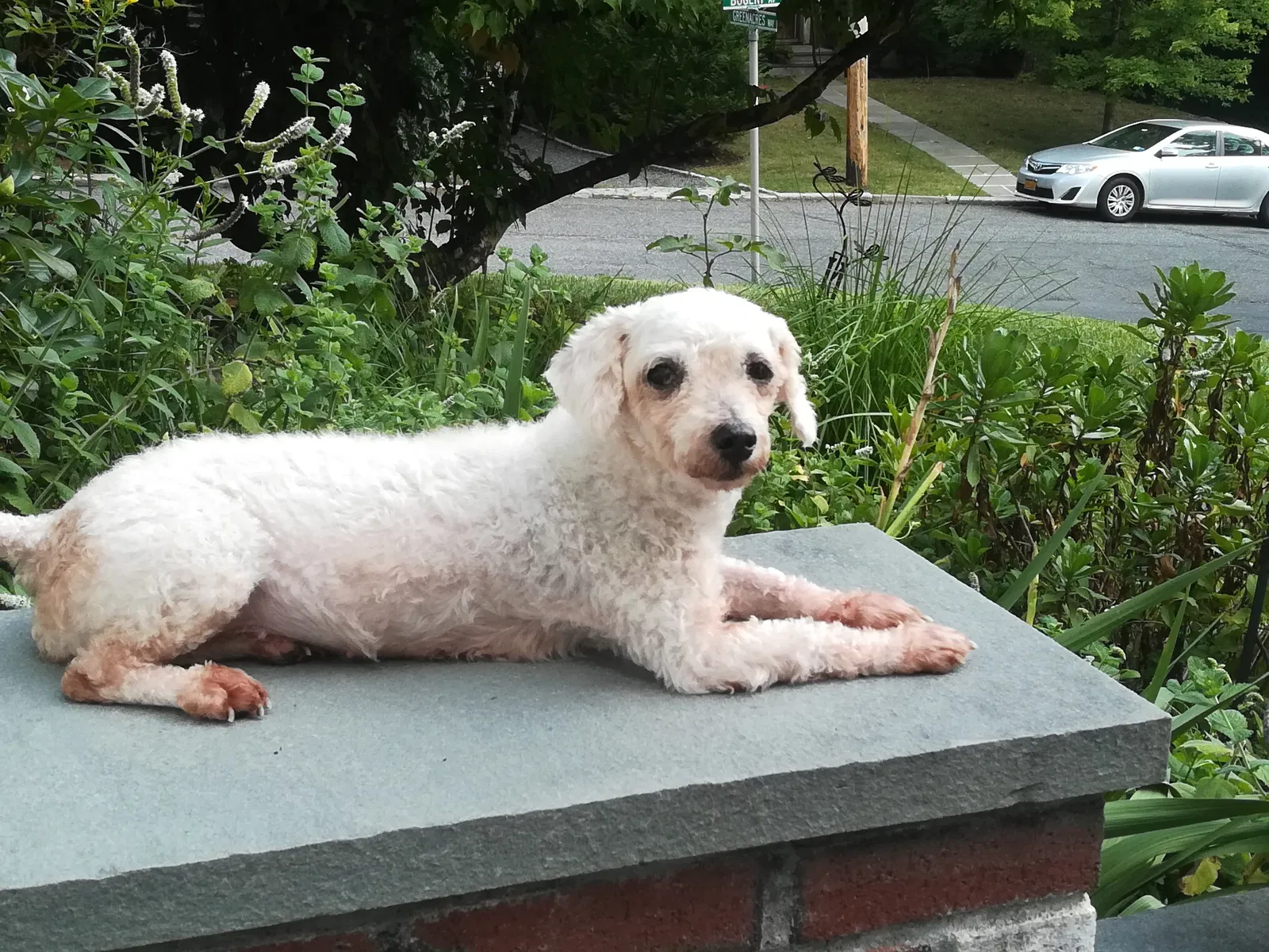 Lost dog in Fairfield, OH, 45014