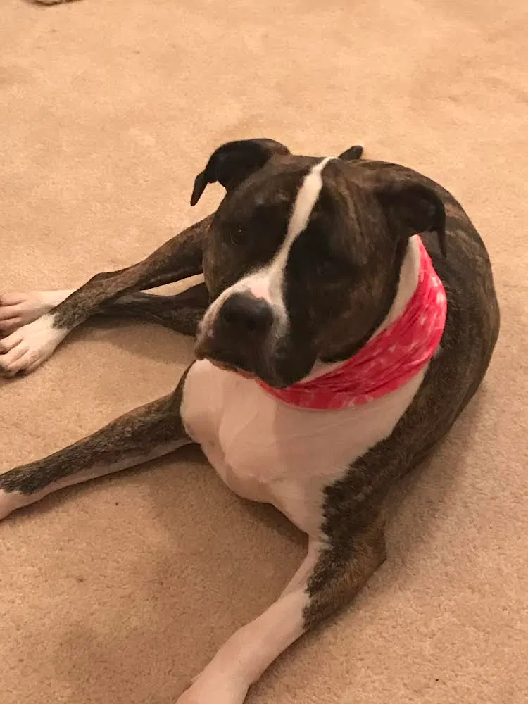 Lost dog in Dawsonville, GA, 30534