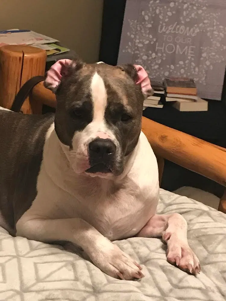 Lost dog in Dawsonville, GA, 30534