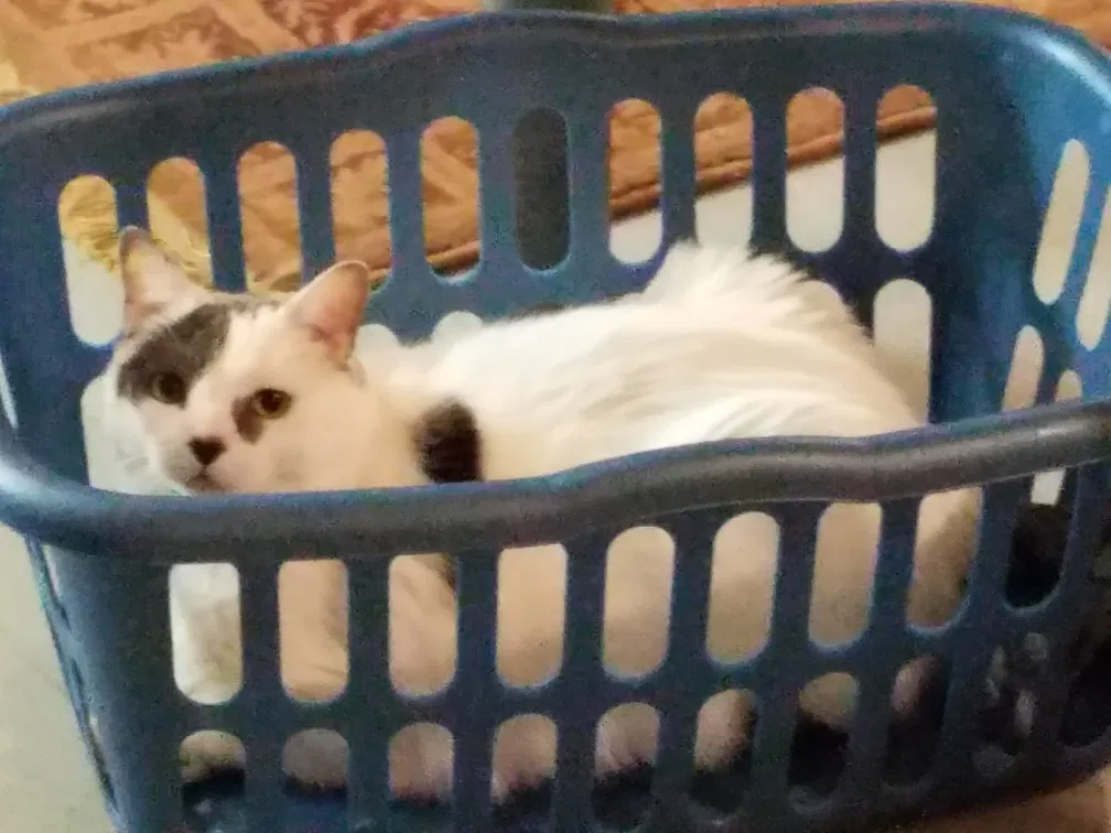 Lost cat in Bridgman, MI, 49106