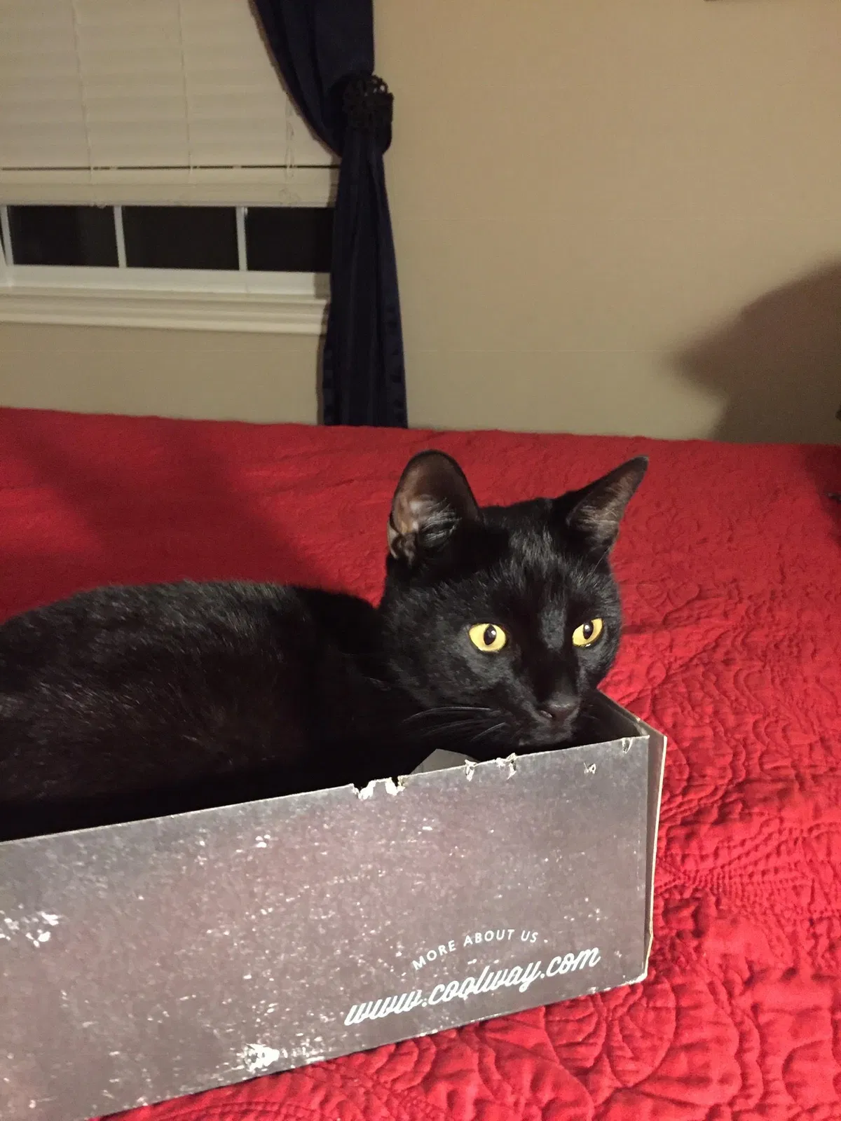 Lost cat in Round Rock, TX, 78681