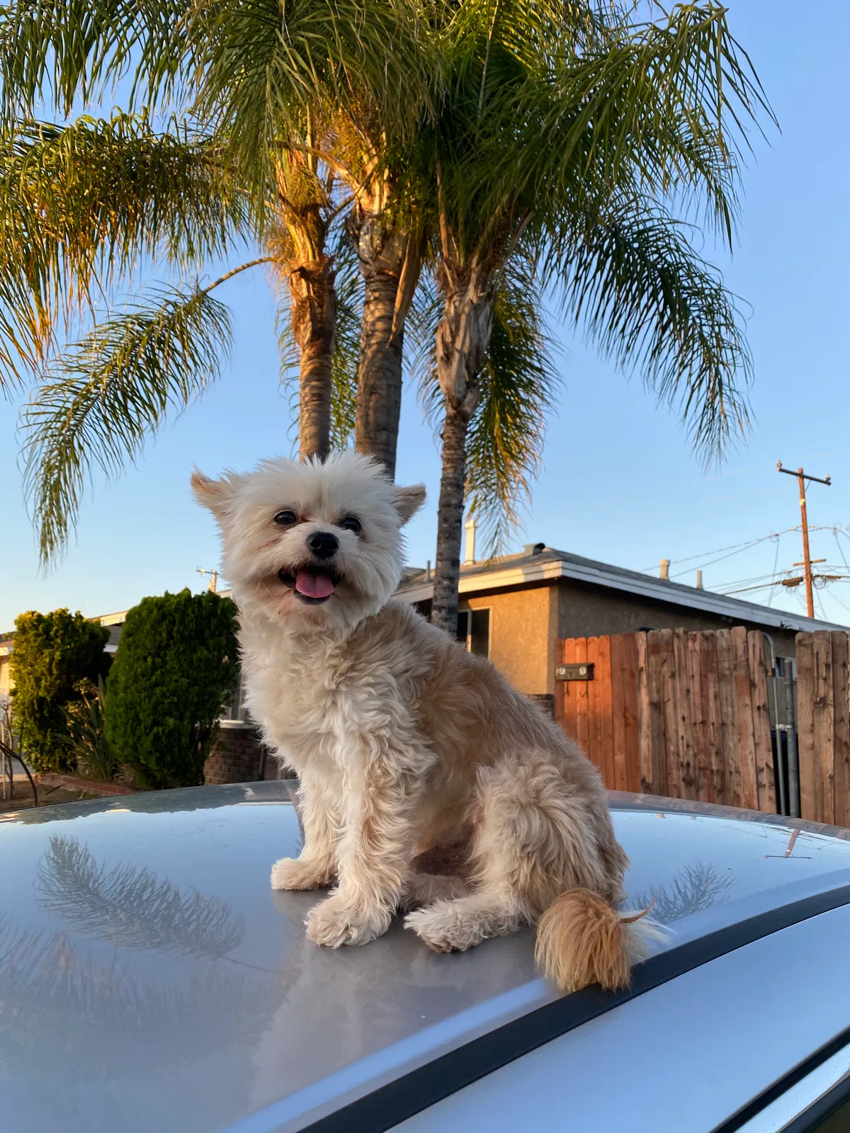 Lost dog in Whittier, CA, 90605