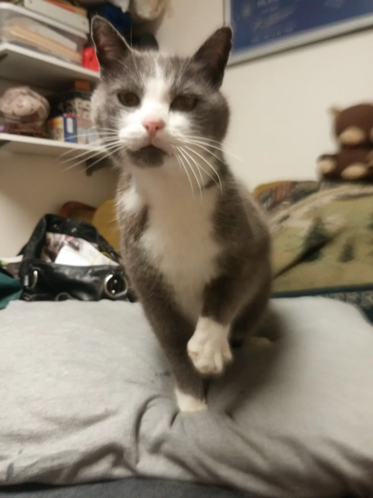 Lost cat in Bellingham, WA, 98225