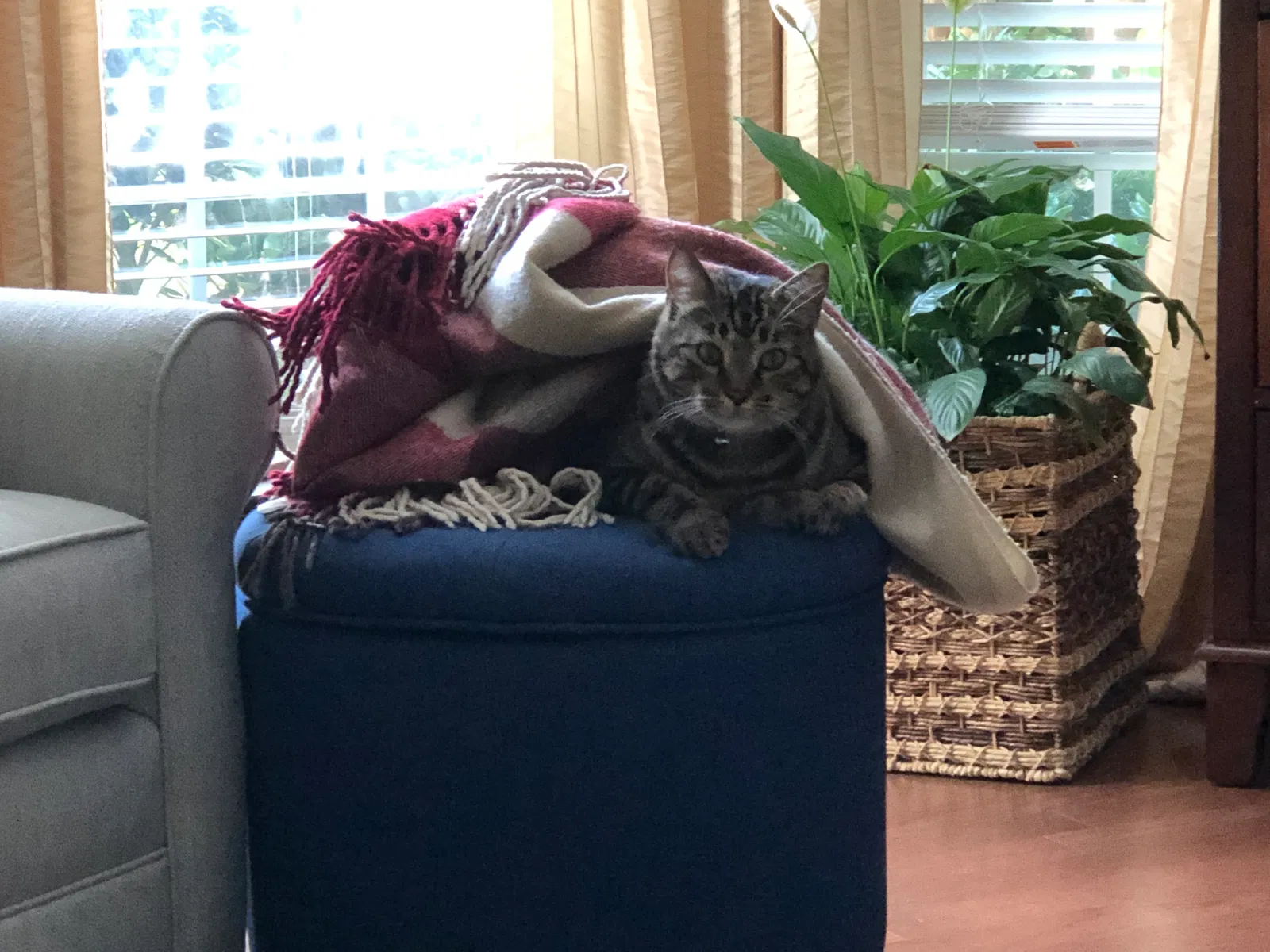 Lost cat in Buford, GA, 30518