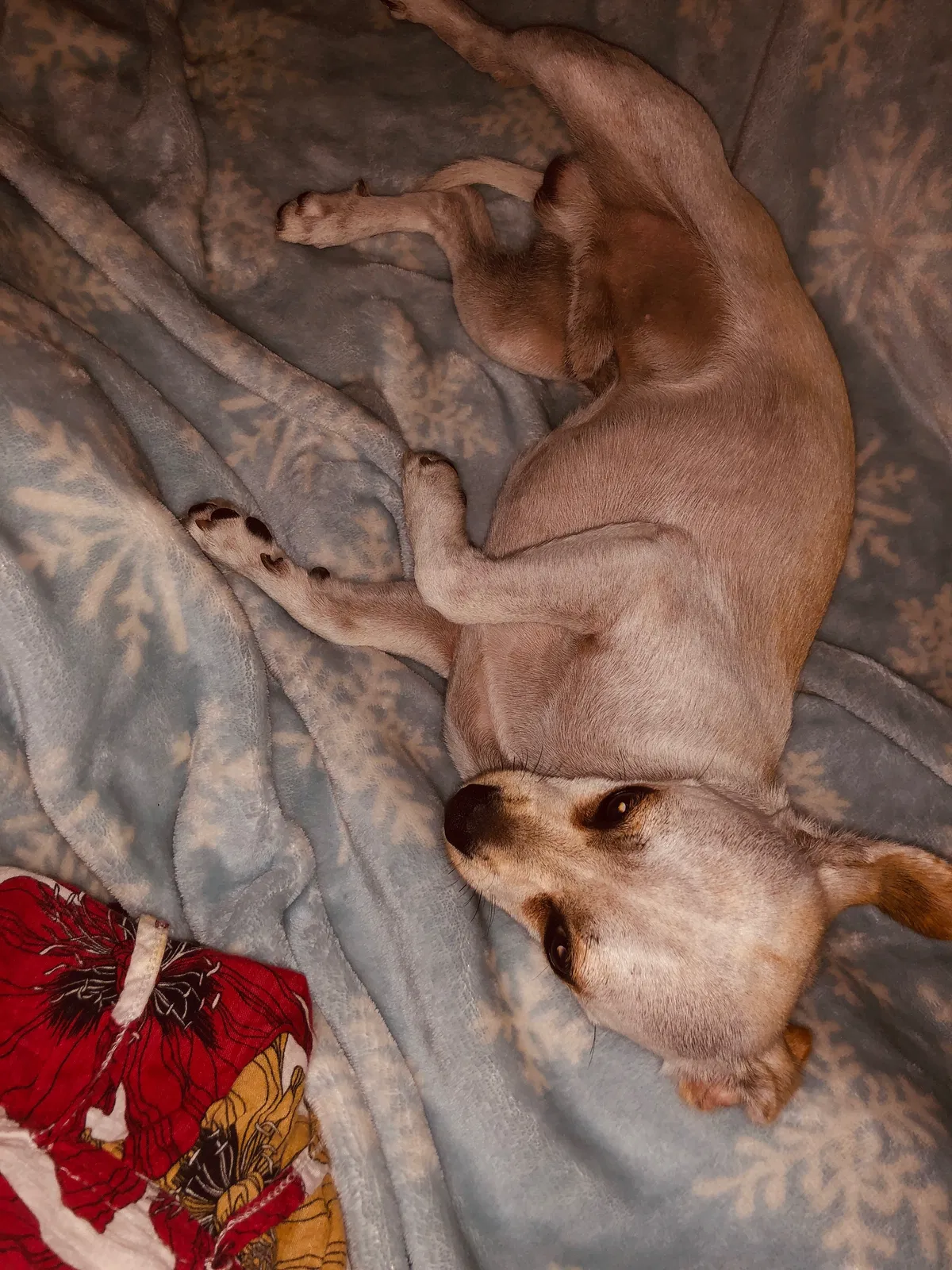 Lost dog in Garden Grove, CA, 92844