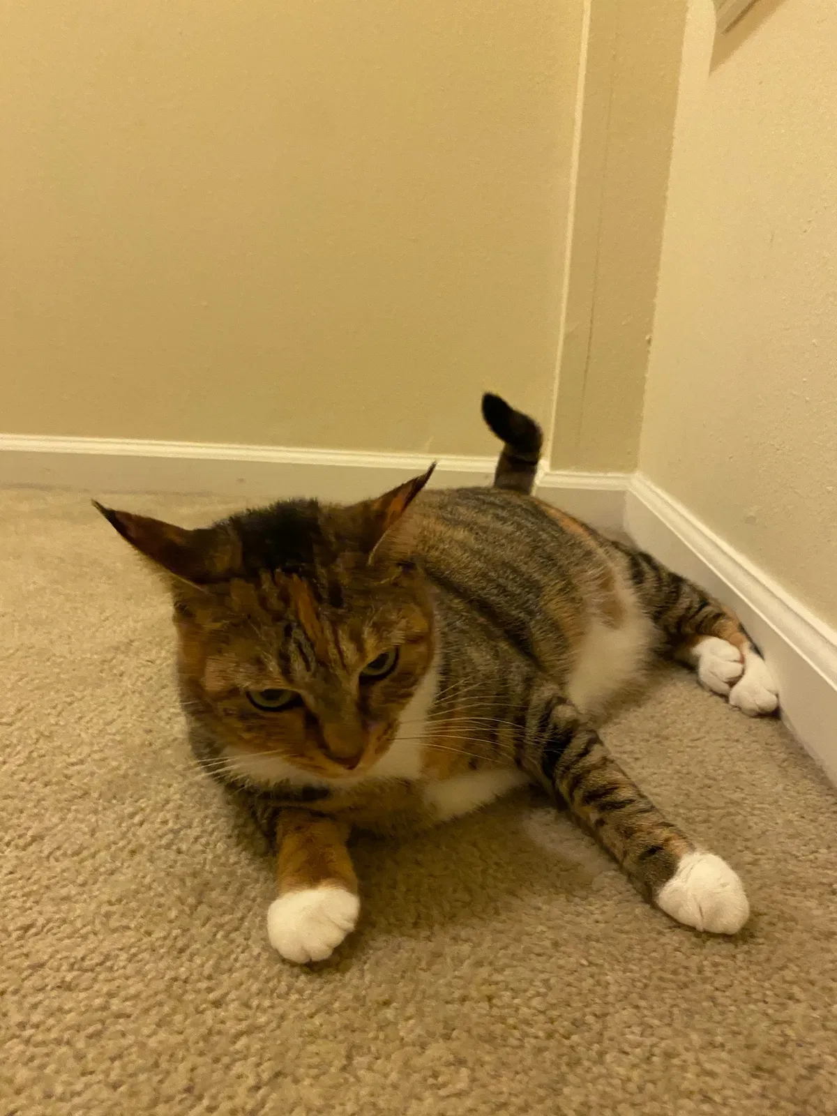 Lost cat in Jacksonville, FL, 32258