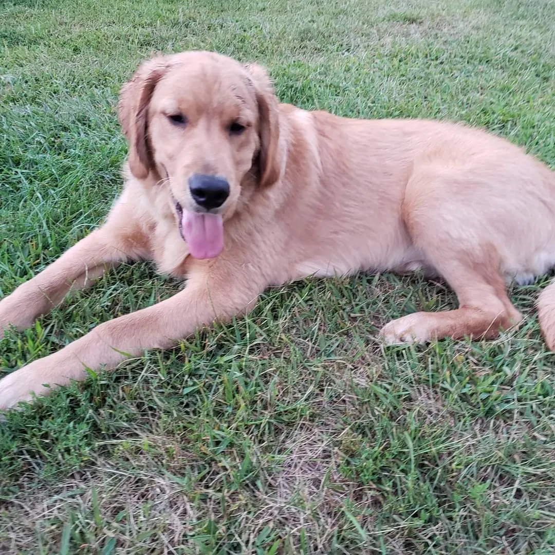 Lost dog in New Lisbon, WI, 53950
