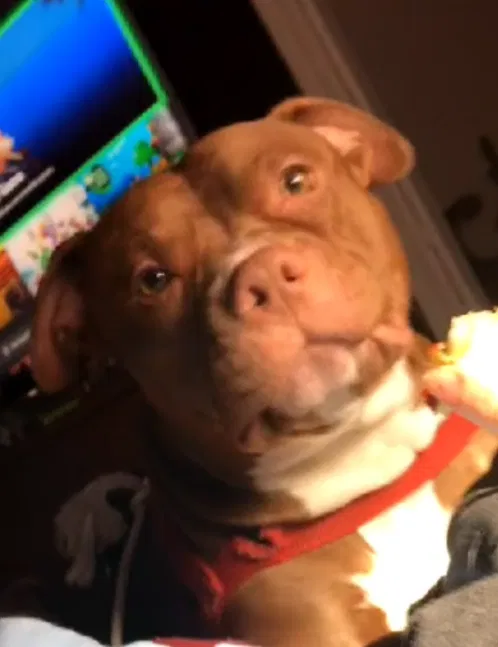 Lost dog in Chesapeake, VA, 23323