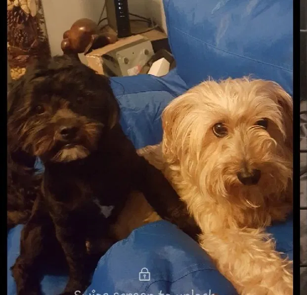Lost dog in Lithonia, GA, 30038