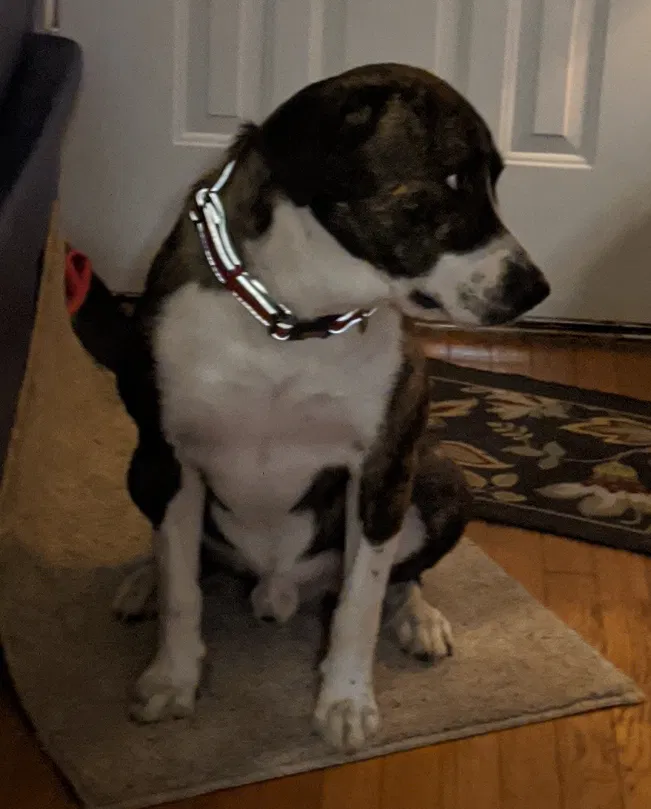 Lost dog in Lubbock, TX, 79401