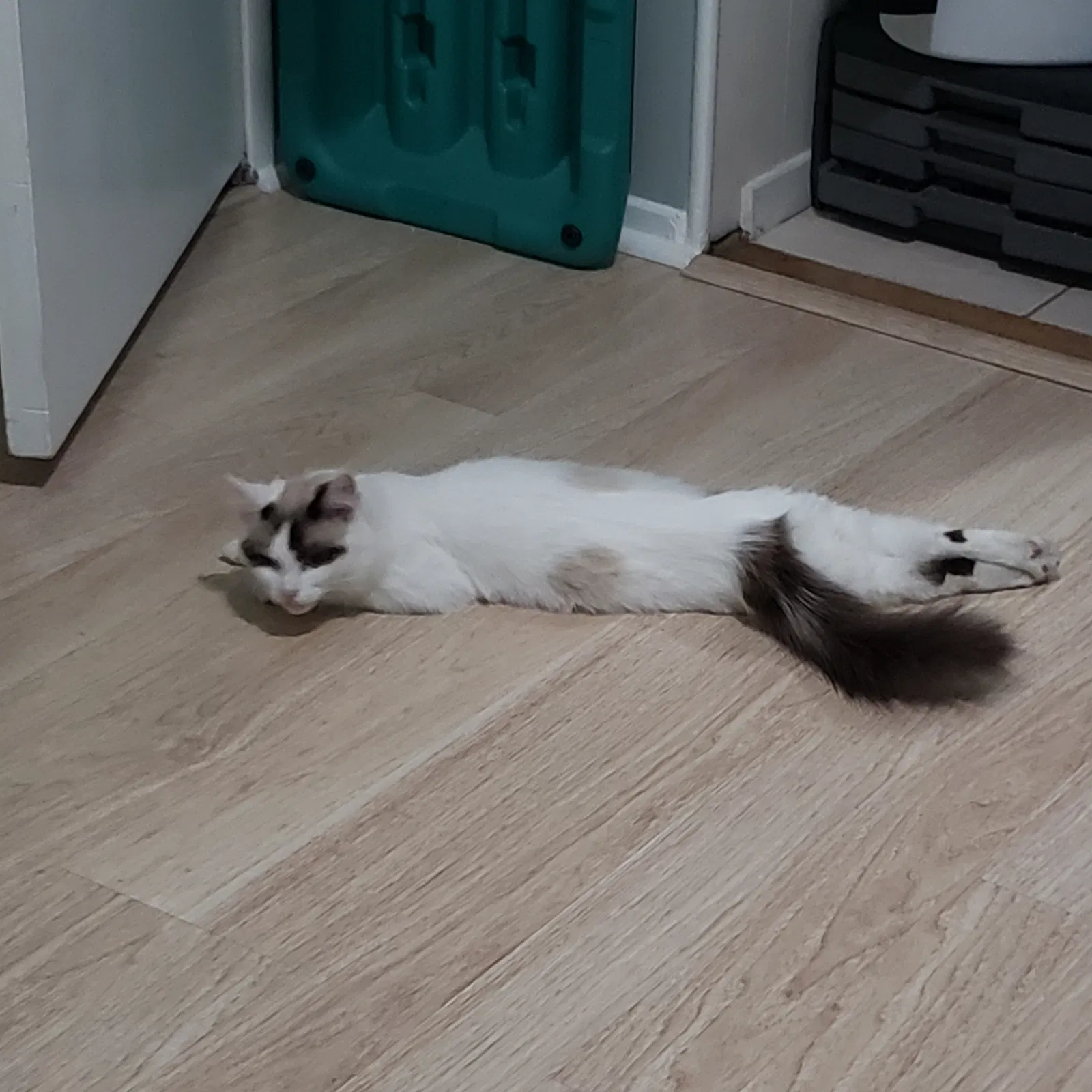 Lost cat in La Puente, CA, 91744