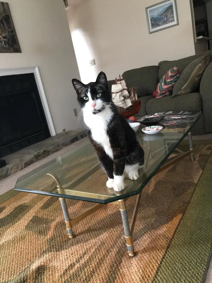 Lost cat in Atlanta, GA, 30350