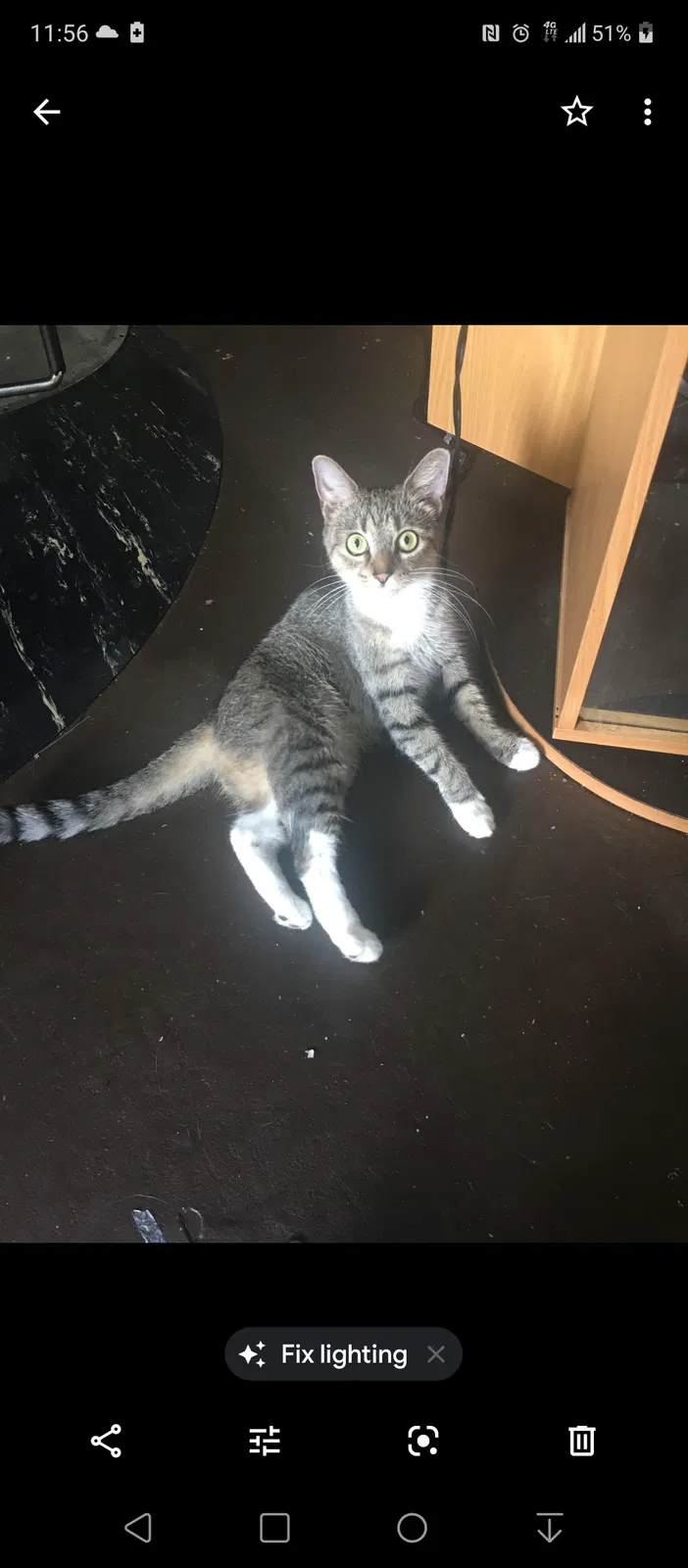 Lost cat in Wilmington, DE, 19805
