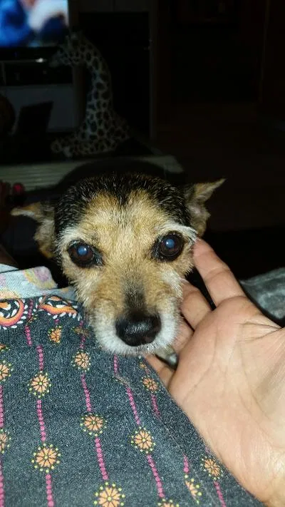 Lost dog in Hallandale, FL, 33009