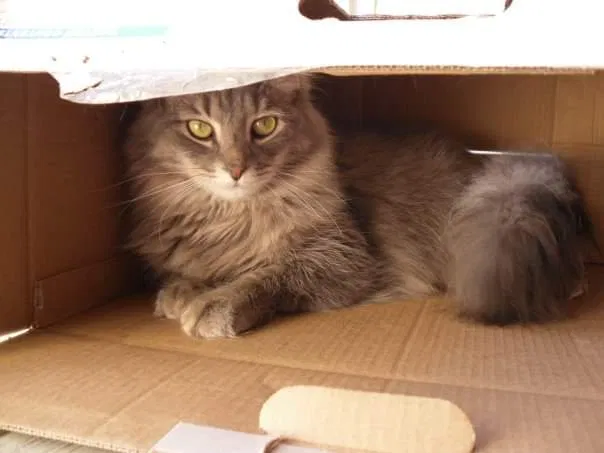Lost cat in Green Bay, WI, 54311