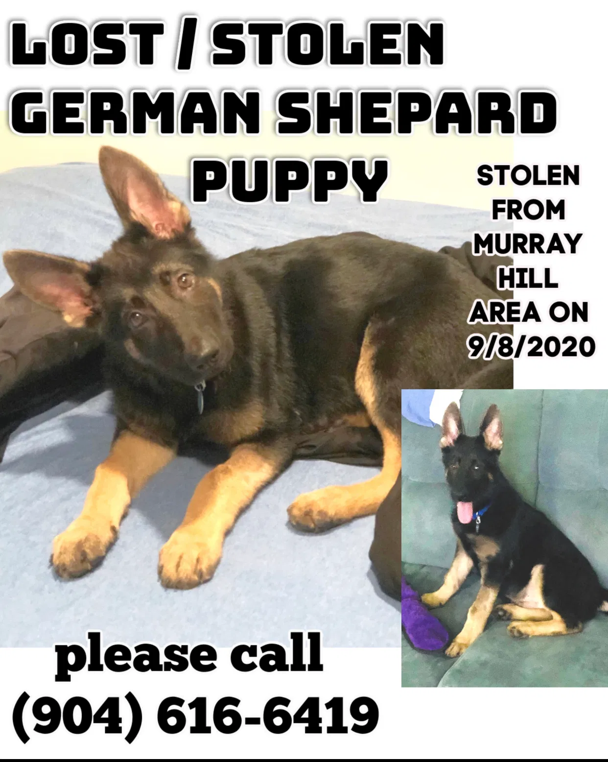 Lost dog in Jacksonville, FL, 32205