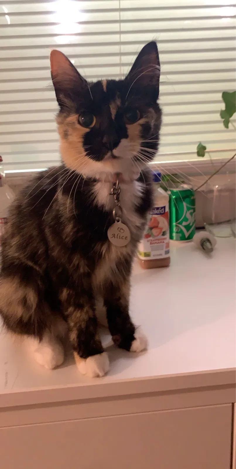 Lost cat in Vancouver, WA, 98665
