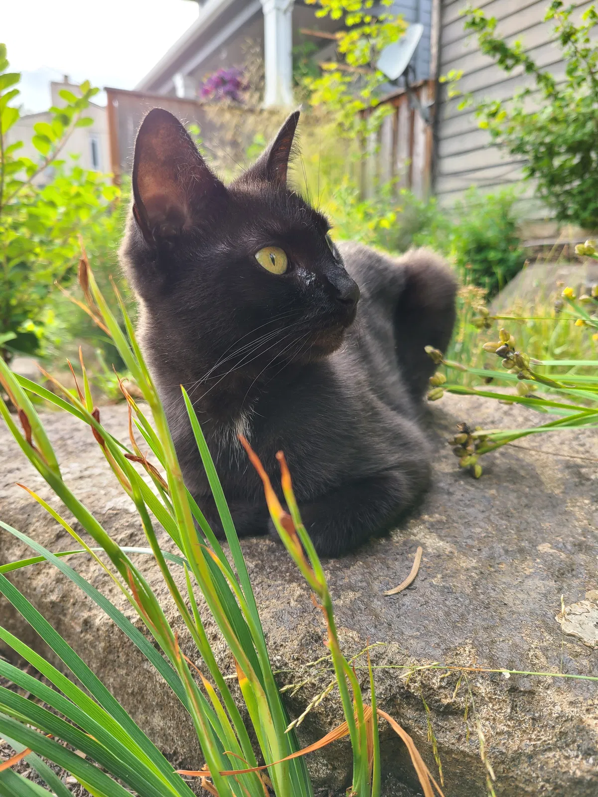 Lost cat in Portland, OR, 97214