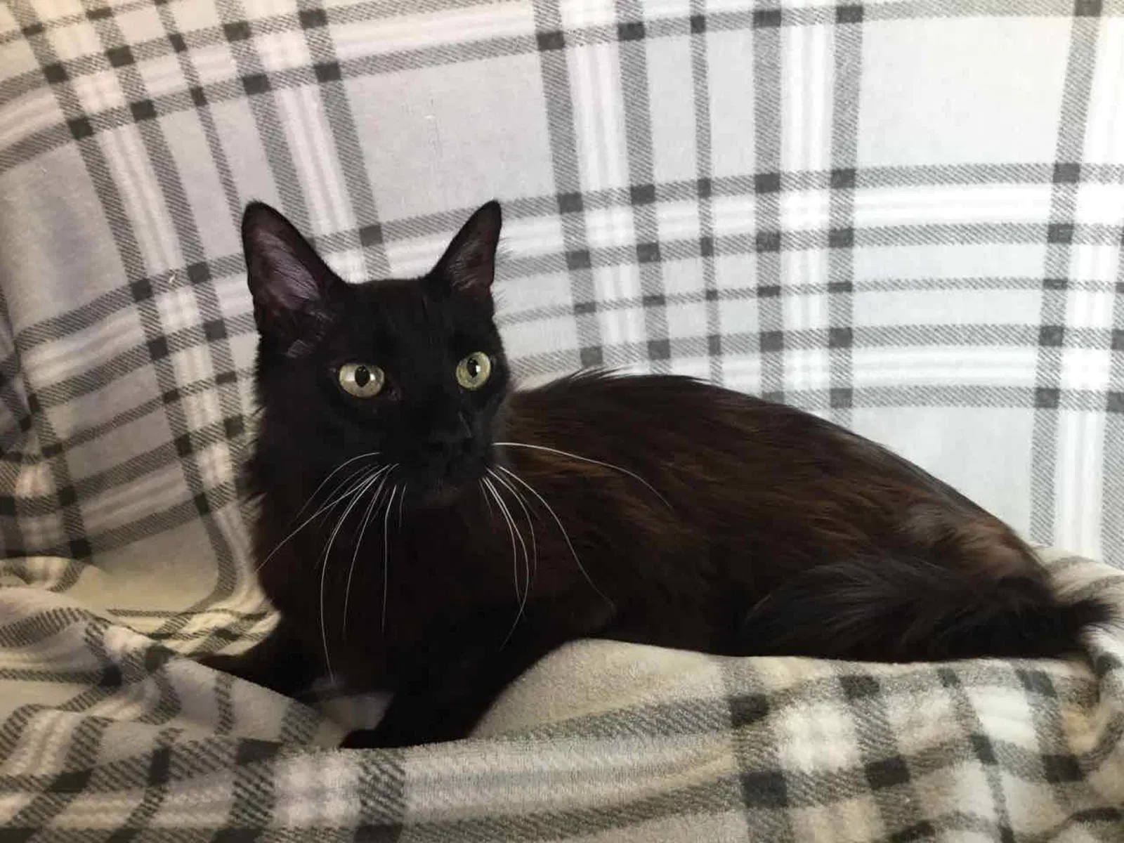 Lost cat in Trabuco Canyon, CA, 92679