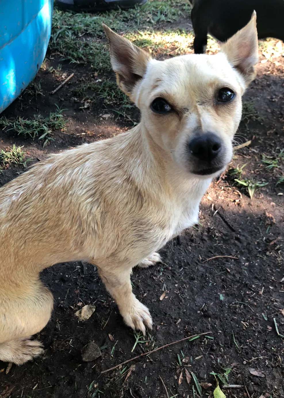 Lost dog in Stockton, CA, 95206