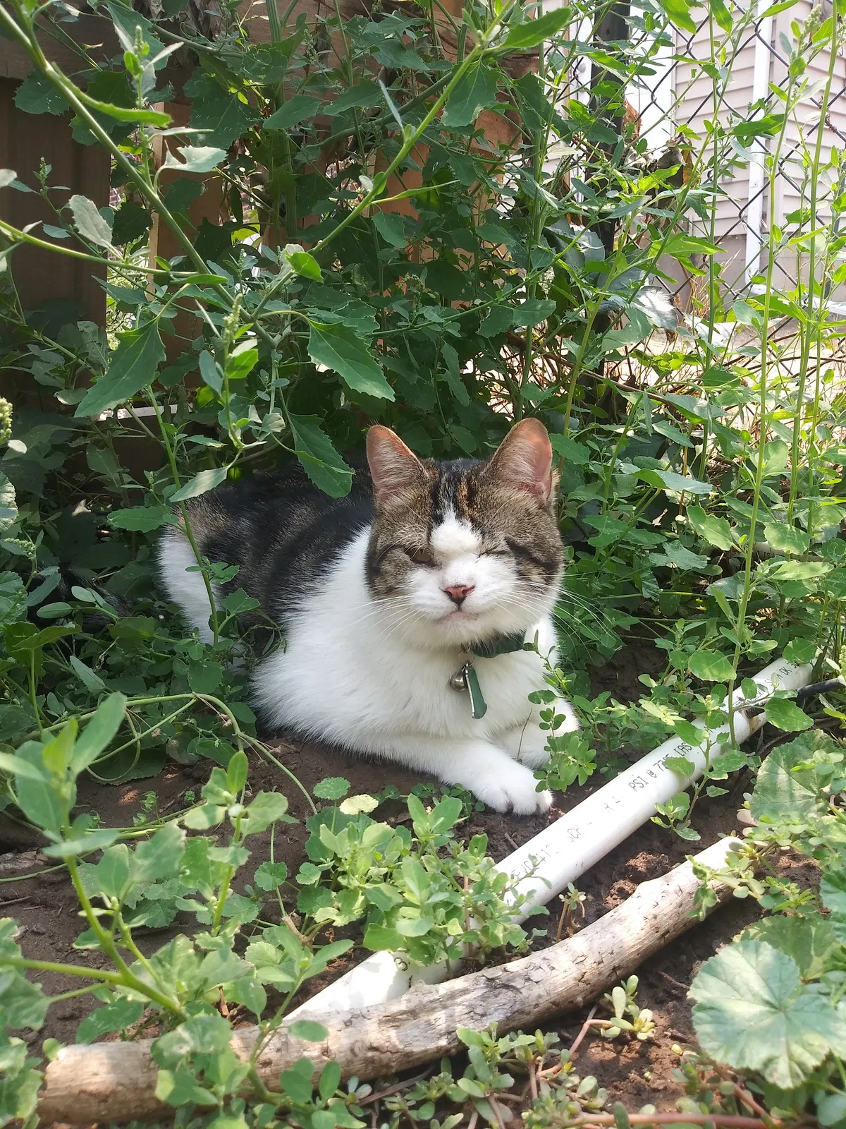 Lost cat in Clearfield, UT, 84015