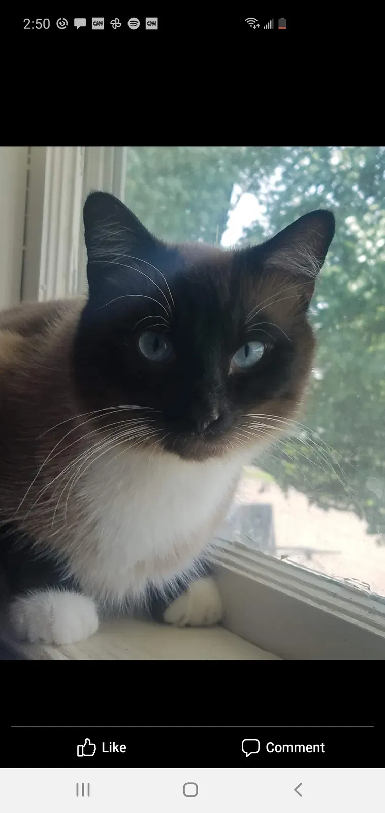 Lost cat in Huntington, WV, 25701