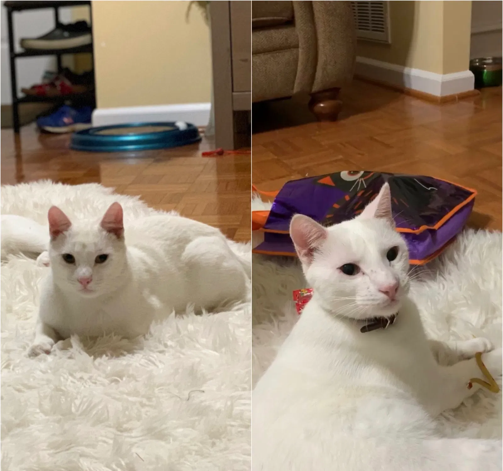 Lost cat in Birmingham, AL, 35226