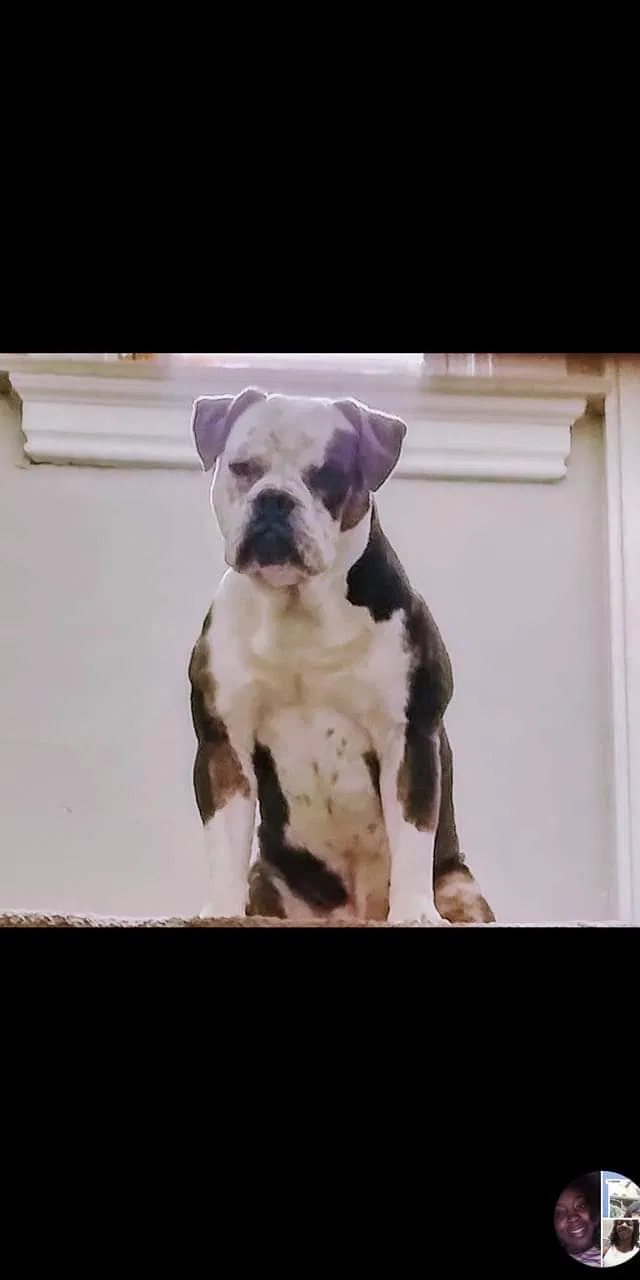 Lost dog in Cincinnati, OH, 45205