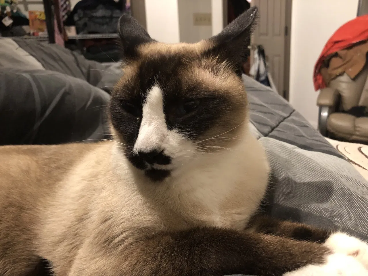 Lost cat in Narvon, PA, 17555
