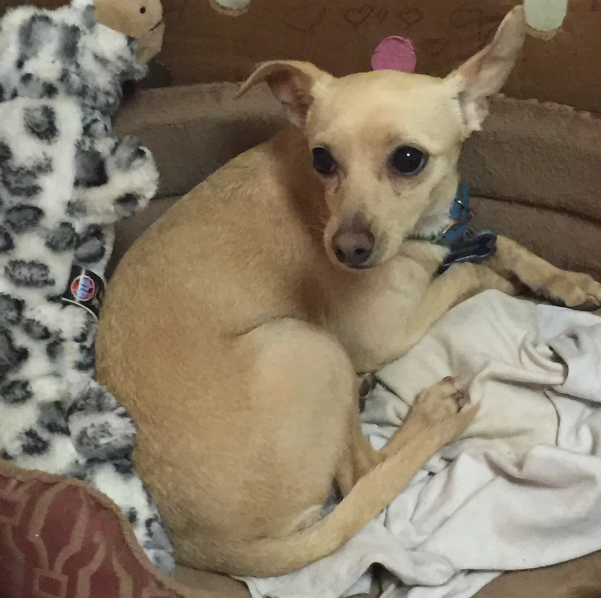 Lost dog in Durham, NC, 27703
