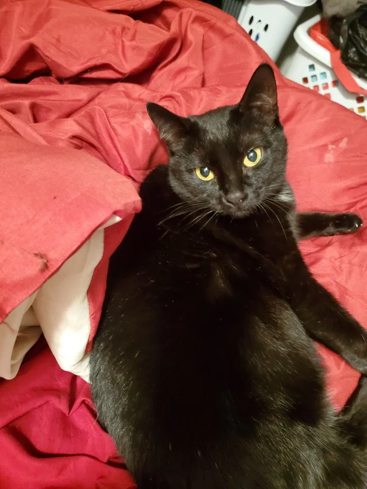 Lost cat in Boyertown, PA, 19512