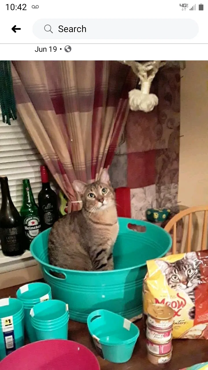 Lost cat in Erie, PA, 16514