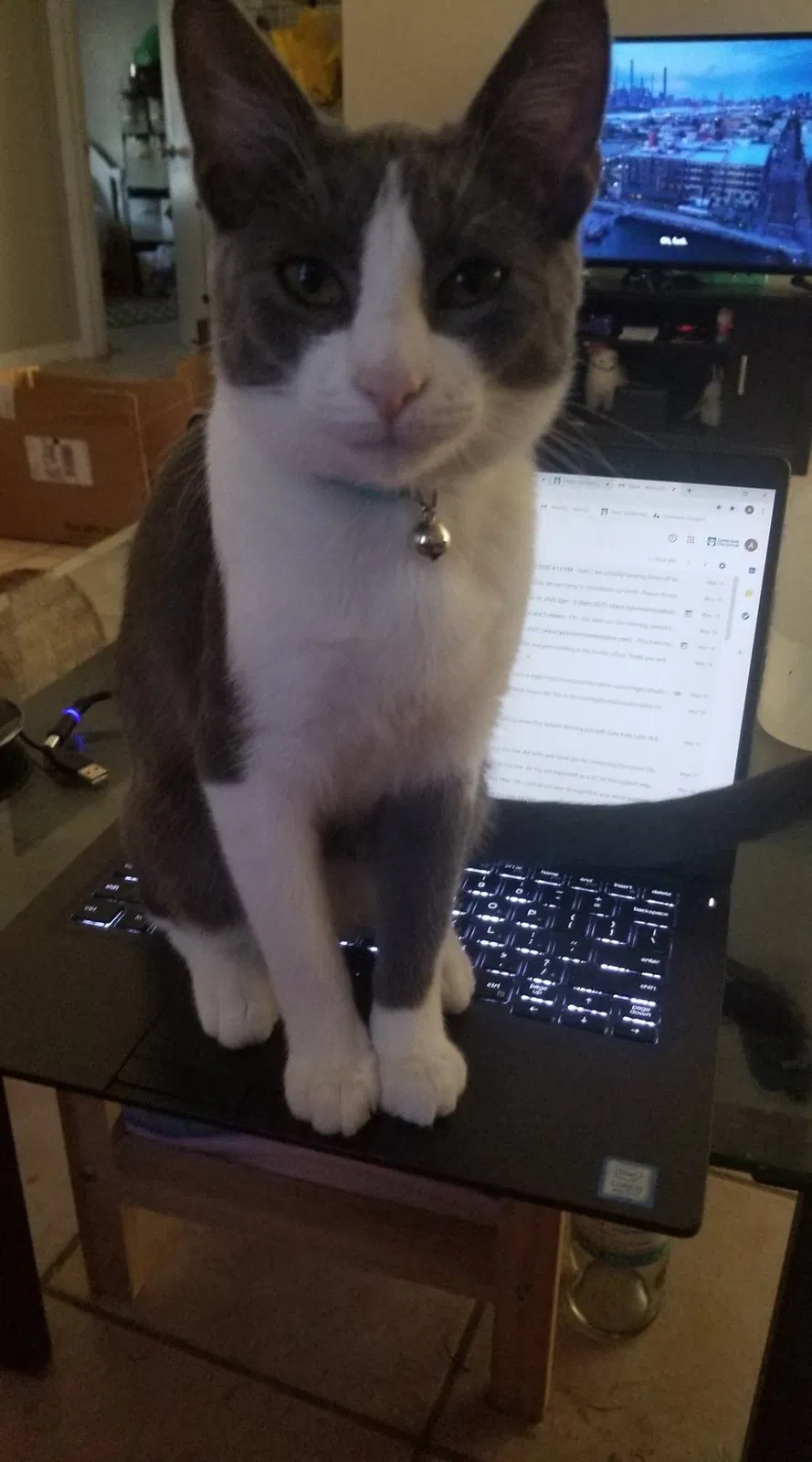 Lost cat in Orlando, FL, 32826