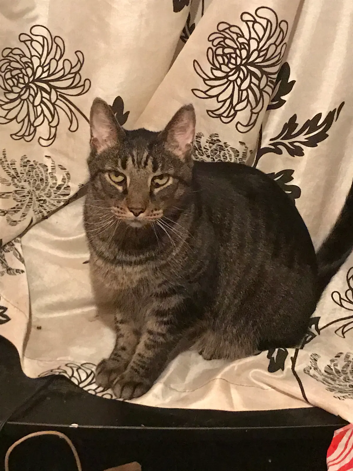 Lost cat in Lombard, IL, 60148