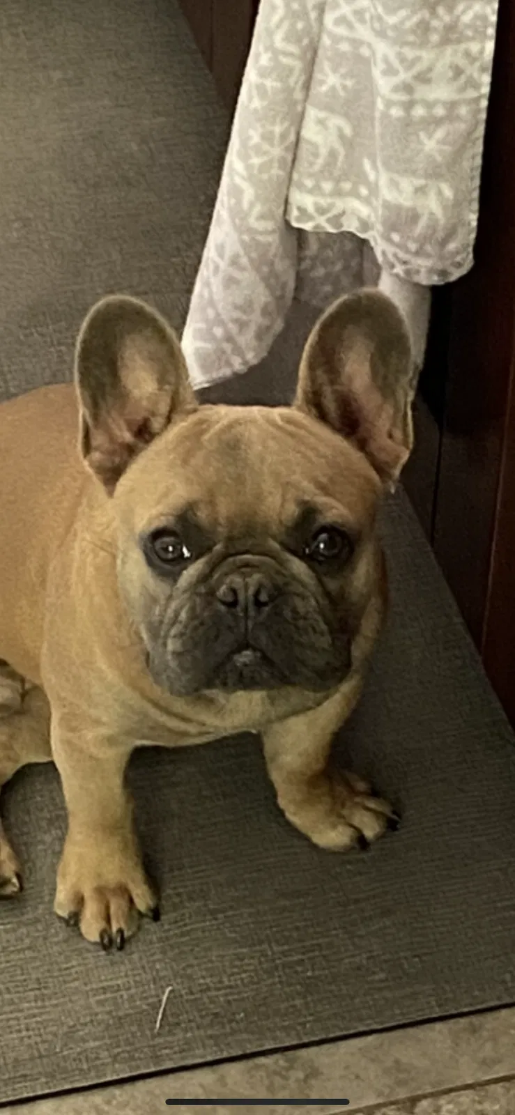 Lost dog in Columbus, OH, 43228