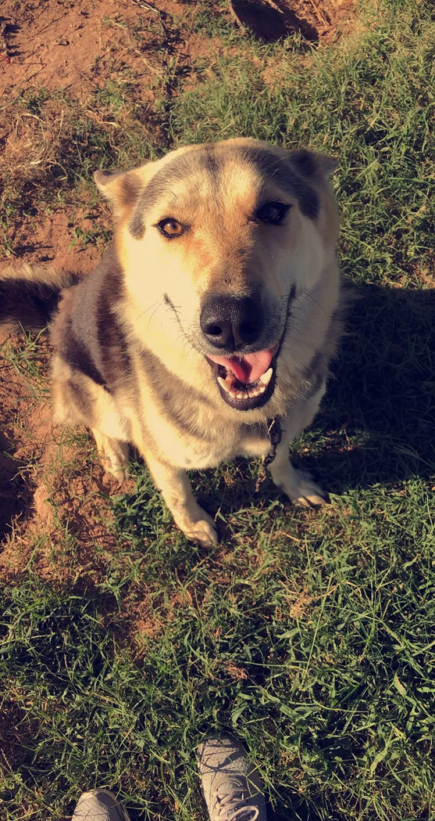 Lost dog in Shawnee, OK, 74801